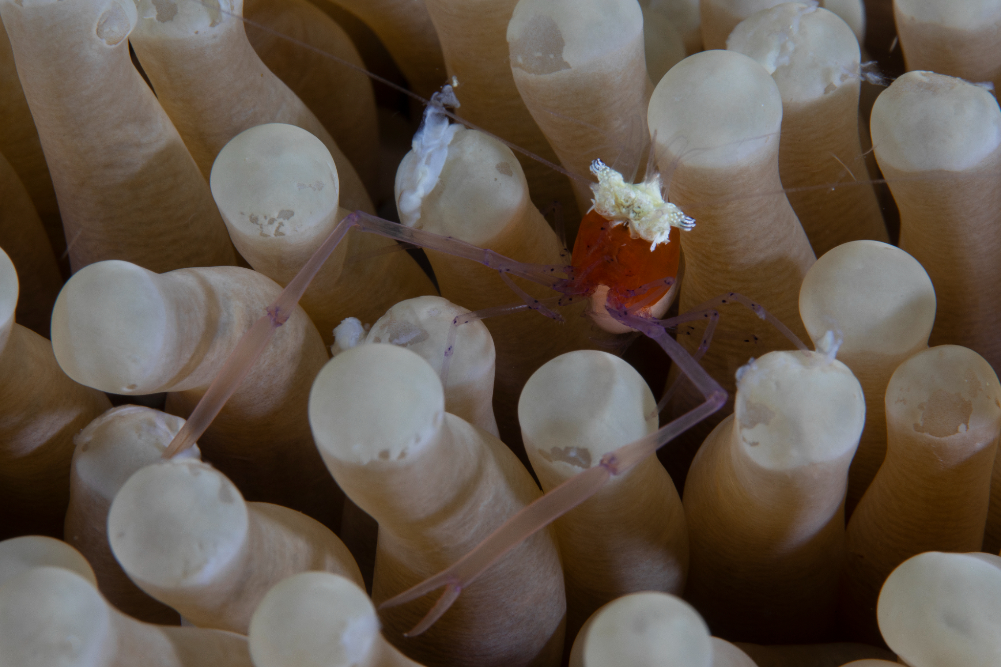 Mushroom Coral Ghost Shrimp, Bangka